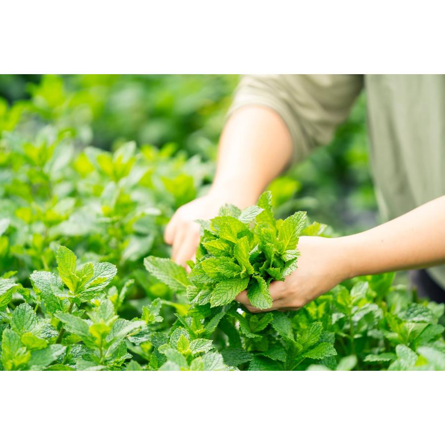 ＜ヒロコハーブス＞5種の農園ハーブティーセット【mint】